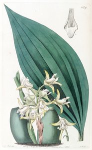 Maxillaria palmifolia (som syn. Maxillaria decolor)